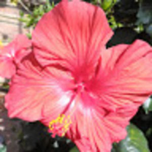 Meet your Posher, Dakota